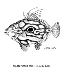 John Dory fish hand drawn realistic illustration