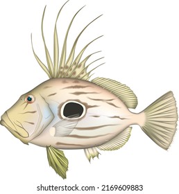 'John dory (MATOUDAI)' fish illustration. Vector EPS format.