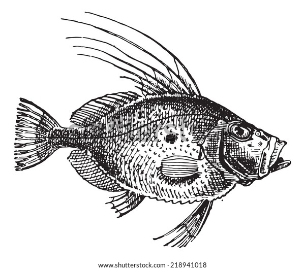 John Dory Saint Pierre Fish Saint 库存矢量图（免版税）218941018