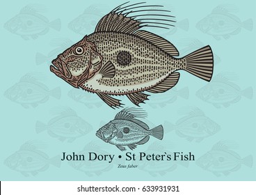 John Dory. Vector illustration with refined details and optimized stroke that allows the image to be used in small sizes (in packaging design, decoration, educational graphics, etc.)