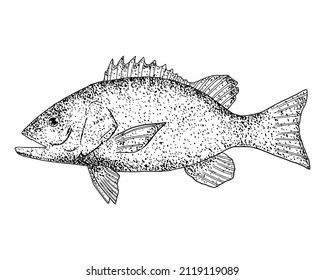 鯛 イラスト 白黒 Images Stock Photos Vectors Shutterstock