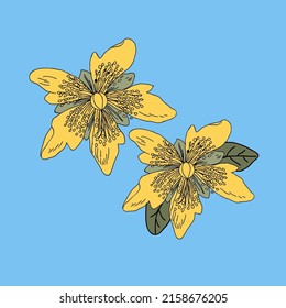 John wort flower.Blue background. Vintage vector illustration, eps 10