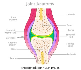 Joint Anatomy. Knee Diagram, Colored Structure. Elbow Parts. Cross Section, Synovial Fluid Membrane, Enthesis, Bursa, Cartilage, Capsule Bone. Disease Symptom Skeletal Medical Draw Illustration Vector