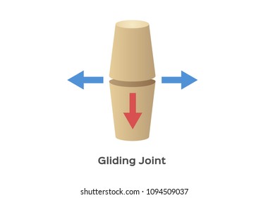 joint and bone type vector