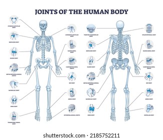 Uniones del cuerpo humano con todas las piezas médicas recogidas en el diagrama de esquema. Esquema educativo etiquetado con esqueleto y puntos de conexión ósea, localización de la ilustración vectorial. Explicación anatómica.