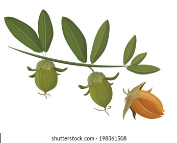 jojoba 