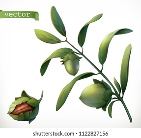 Jojoba. 3d realistic vector icon