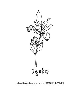 Jojoba. Ayurveda. Natural herbs. Ayurvedic herbs, medicines. Herbal illustration. A medicinal plant. The style of doodles. Medicines for health from plants. 