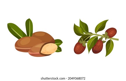 Jojoba Branch with Fruit and Green Foliage Vector Set