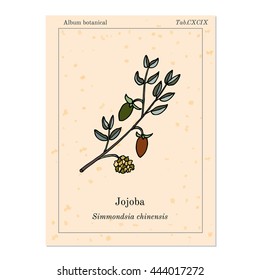 Jojoba branch with fruits, medicinal plant. Hand drawn botanical vector illustration