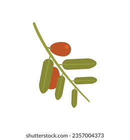 Jojoba branch icon flat vector. Oil seed. Plant aroma isolated