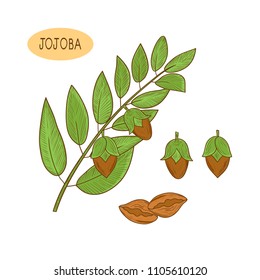 Jojoba. Branch, leaves, fruit. Sketch. Color.