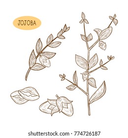 Jojoba. Branch, leaves, fruit. Sketch. Set.
