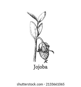 Jojoba branch with seed, sketch in vector, design element. Botanical drawing in engraving style. Simmondsia chinensis, cosmetic plant, hand drawn illustration.