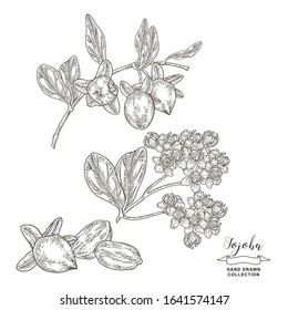 Jojoba branch. Simmondsia chinensis. Hand drawn jojoba fruits and flowers isolated on white. Vector illustration botanical. Engraving style.