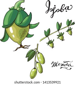 jojoba branch, vector, inscriptions in Latin, ingredients for cosmetics