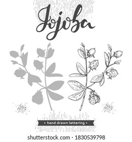 Jojoba branches with fruits and flowers, leaves. Fruit jojoba in a peel and without  and lettering Jojoba . Detailed hand-drawn sketches, vector botanical illustration.  For menu