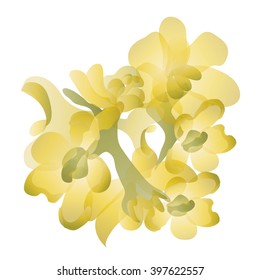 Jojoba flowers, vector format eps10