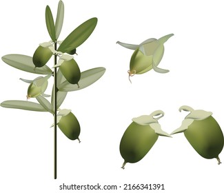 jojoba fruit for the aesthetics and beauty of the skin-