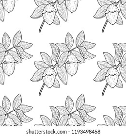 Jojoba. Fruit, sheet, branch. Background, wallpaper, seamless. Sketch. 