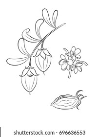 Jojoba with fruits in contour-style figure packaging environmental and natural cosmetics product means relaxation and hair care and body care.