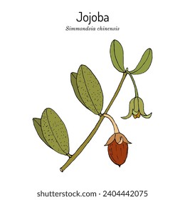 Jojoba or goat nut (Simmondsia chinensis), medicinal plant. Hand drawn botanical vector illustration