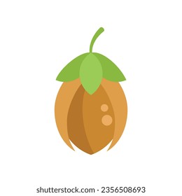 Jojoba icon flat vector. Oil plant. Aroma seed isolated
