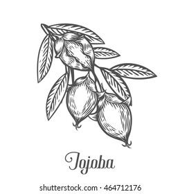 Jojoba nut, seed, fruit, branch, leaf, fruit. Organic oil nutrition healthy food. Engraved hand drawn jojoba vintage retro vector jojoba illustration. Black jojoba on white background