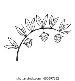Jojoba nut, seed, fruit, branch, leaf, fruit, isolated on white. Organic oil nutrition healthy food. Image of medical plants. Hand drawn ink vintage retro illustration. 