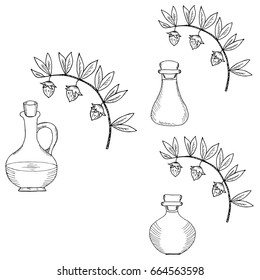 Jojoba nut, seed, fruit, branch, leaf,isolated on white. Organic oil, jug, bottle set, nutrition healthy food. Image of medical plants. Hand drawn ink vintage retro illustration. 