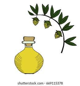 Jojoba nut, seed, fruit, branch, leaf, fruit, isolated on white. Organic oil, jug, bottle, nutrition healthy food. Image of medical plants. Hand drawn ink vintage retro illustration. 