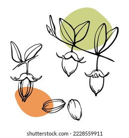 Jojoba nuts and seeds outline vector drawing with green and red color spots. Hand drawn illustration. Botanical design elements for organic beauty products.