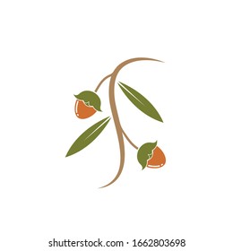 jojoba nuts vector illustration design template