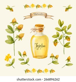 Jojoba oil, watercolor vector image, a medicinal plant.A healthy life.