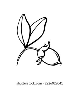 Jojoba outline vector drawing. Seeds and nuts on branch black and white botanical illustration. Hand drawn design element for organic cosmetics and oil.