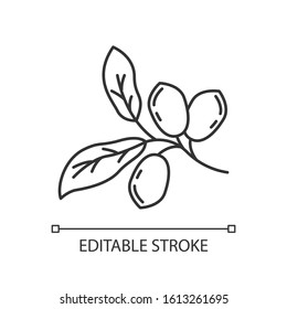 Jojoba pixel perfect linear icon. Exotic fruits. Botany. Miracle fruit. Brazilian plant. Thin line customizable illustration. Contour symbol. Vector isolated outline drawing. Editable stroke