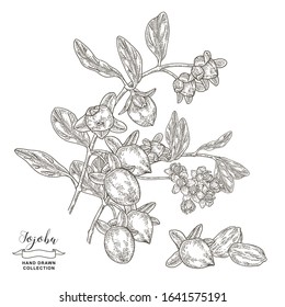 Jojoba plant hand drawn. Simmondsia chinensis. Jojoba branch with fruits and flowers isolated on white. Vector illustration botanical. Engraving style.