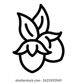 Jojoba plant icon. Outline jojoba plant vector icon for web design isolated on white background