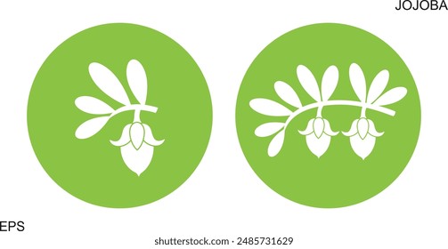 Jojoba plant. Isolated  jojoba on white background