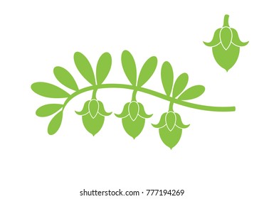  Jojoba Plant. Isolated  Jojoba On White Background. EPS 10. Vector Illustration
