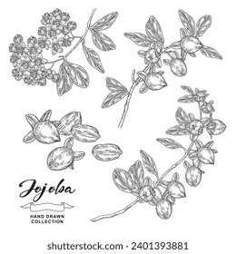 Jojoba plant set. Simmondsia chinensis. Jojoba fruits and flowers hand drawn. Vector illustration botanical. Black and white engraving style.