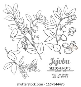 Jojoba Plant Vector