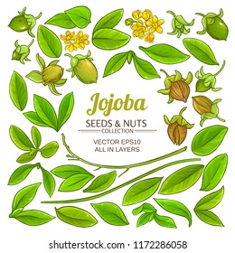 vector de planta de jojoba