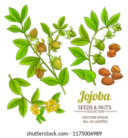 jojoba plant vector