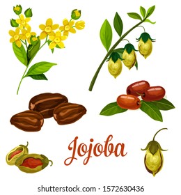 Jojoba plant vector botanical illustration with flowers, leaves, fruits and seeds. Jojoba isolated plants for essential oil, skincare, SPA and beauty cosmetic treatment package design