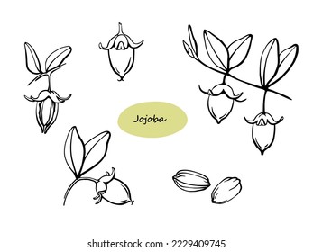 Jojoba seeds, branches, nuts vector drawing. Black and white outline botanical illustration. Hand drawn design elements for organic cosmetics, medicine.