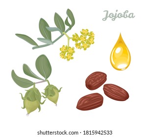 Conjunto Jojoba de ilustraciones vectoriales. Rama con semillas, flores, hojas verdes, semillas secas y gota de aceite aislado en fondo blanco. Caricatura de estilo plano.