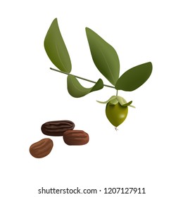 Jojoba Simmondsia chinensis leaves, flower and seeds isolated on withe background