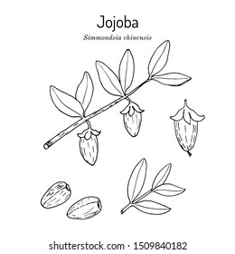 Jojoba Simmondsia chinensis or wild hazel, quinine nut, coffeeberry, gray box bush, branch with fruits. Hand drawn botanical vector illustration