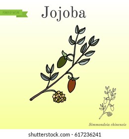 Jojoba Simmondsia chinensis or wild hazel, quinine nut, coffeeberry, gray box bush, branch with fruits. Hand drawn botanical vector illustration